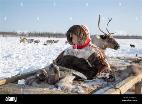 Russia, Yamal-Nenets Autonomous Region, Yamal peninsula. Nomadic Nenets ...