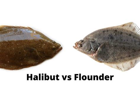 Halibut vs Flounder - What's the Difference? - Topsail Angler