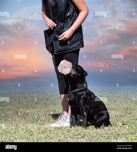 staffordshire bull terrier training for obedience discipline Stock Photo - Alamy