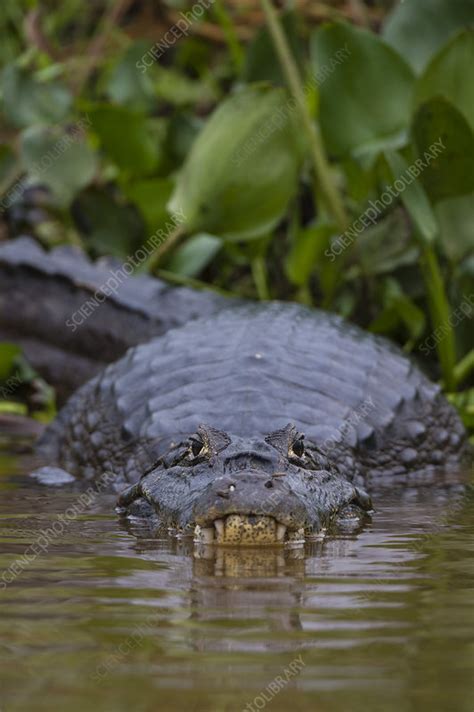 Yacare caiman - Stock Image - C054/4423 - Science Photo Library