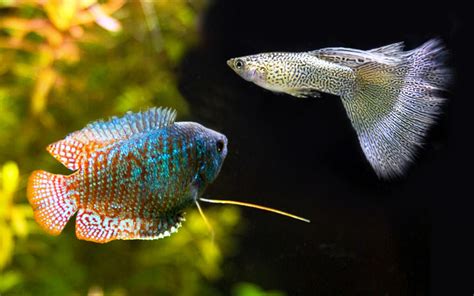 Dwarf Gourami Tank Mates | 13 Species That Are Friendly With this Fish