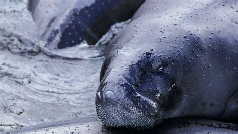 Meet the Scientists Fighting to Keep Amazonian Manatees Afloat