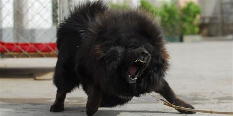 Top 10 Fighting Dogs From Asia - PetHelpful