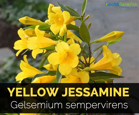 Yellow Jessamine Facts and Health Benefits