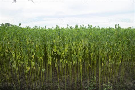 Green jute Plantation field. Raw Jute plant Texture background. This is ...