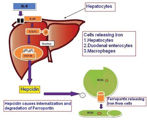 The IL‑6/Hepcidin/Ferroportin axis | Download Scientific Diagram