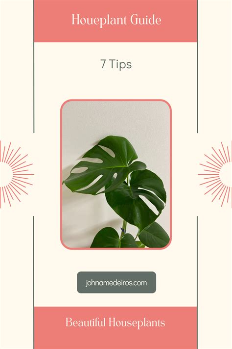 Houseplant Care | 7 House Plant Care Tips for Beginners - Johna's Home