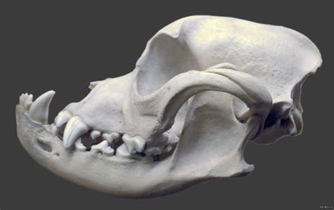 Pin by Alex3d AC on animal_Anatomy | Dog skull, Skull sketch, Skull art