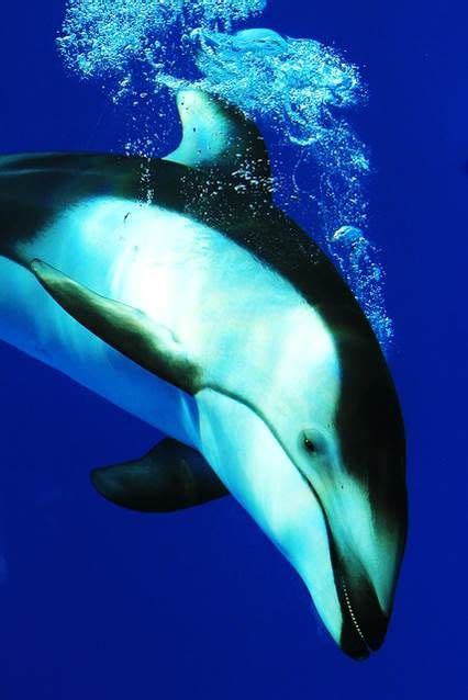 porpoise | Beautiful sea creatures, Ocean creatures, Ocean animals