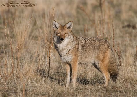 Coyote on Antelope Island State Park – Mia McPherson's On The Wing Photography