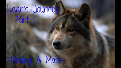 WolfQuest ~Gameplay~ Lera's Journey Prt1 -Finding a Mate- - YouTube