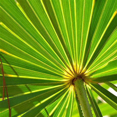 Saw Palmetto: Usefulness and Safety | NCCIH