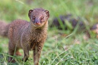 Invasive Species - Teachers (U.S. National Park Service)