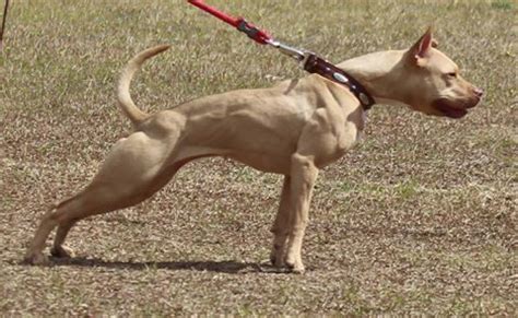 American Pit Bull Terrier Color Chart - American Dog Breeders Assoc.