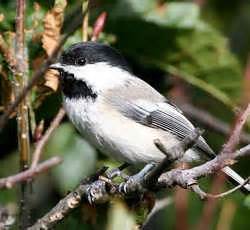 Maine State Bird: Black-capped Chickadee (Parus atricapillus)