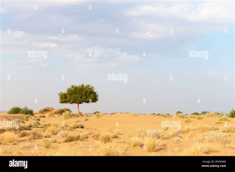 Khejri desert tree rajasthan hi-res stock photography and images - Alamy