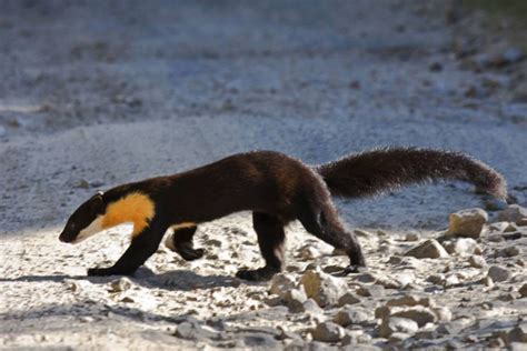 Pin on Mustelidae