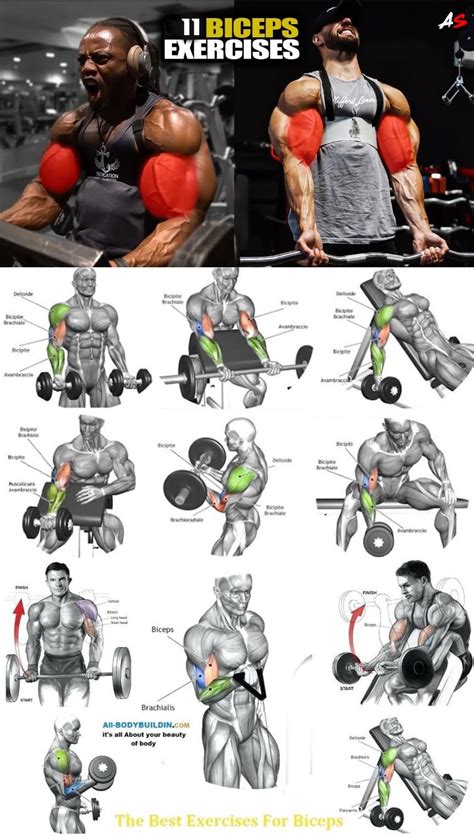 Tutorial Biceps Workout | Picture & Guide