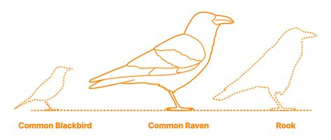 Top 174+ Corvus corax animal - Merkantilaklubben.org