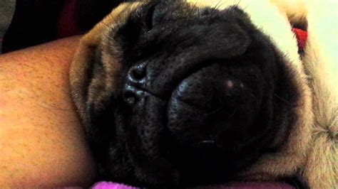 Pug snoring - YouTube