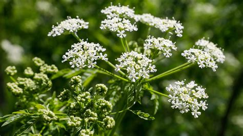 Deadly poison hemlock found growing near Killian sports fields