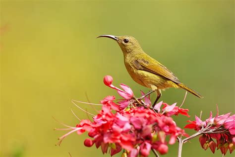 Crimson Sunbird (Female) by arindomb | ePHOTOzine