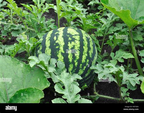 Watermelon Field Stock Photos & Watermelon Field Stock Images - Alamy