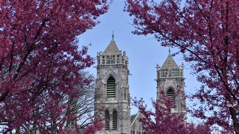 Newark Cherry Blossom Festival - Dacy Brandais