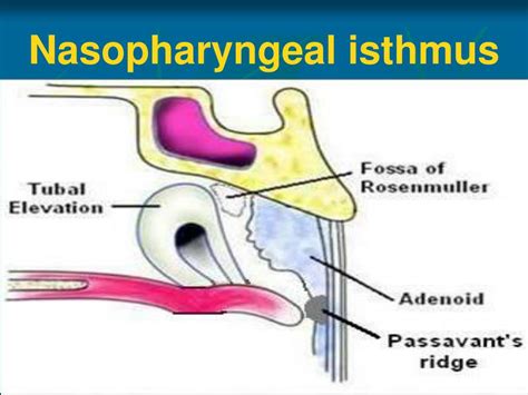 PPT - Anatomy of Oral Cavity, Pharynx & Oesophagus PowerPoint Presentation - ID:634202