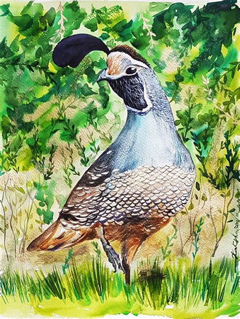 Californian quail original watercolor painting silver gray | Etsy