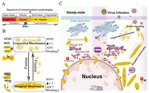 Intracellular Organelles | Encyclopedia MDPI