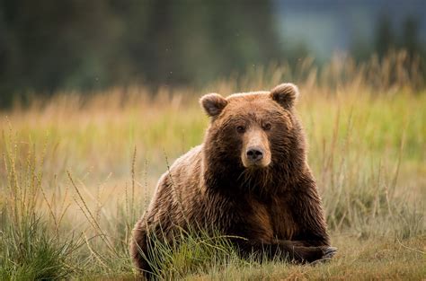 Coastal Brown Bear - Lake Clark National Park, Alaska | Lake clark, Brown bear, Bear