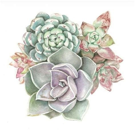 Succulent print of watercolour painting | Dibujos botánicos, Impresión con acuarela, Tatuaje ...