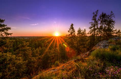 Sunset Forest | Wallpapers Gallery