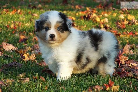 Miniature American Shepherd puppy for sale near South Bend / Michiana, Indiana | 3c9636b2-9161