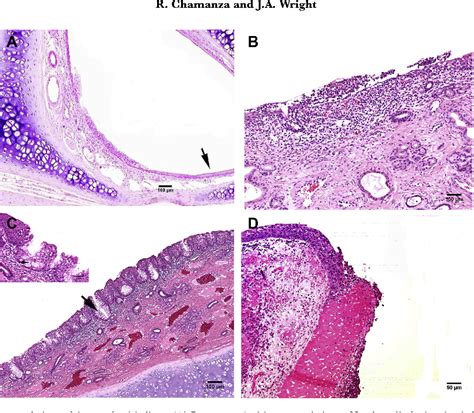 A Review of the Comparative Anatomy, Histology, Physiology and Pathology of the Nasal Cavity of ...