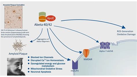 Alzheimer's Disease: APP Processing & Amyloid Plaque Formation - YouTube