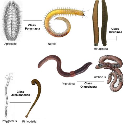 संघ – एस्केलमिन्थीज , संघ – ऐनेलिडा (annelida ) , संघ – आर्थोपोडा ...