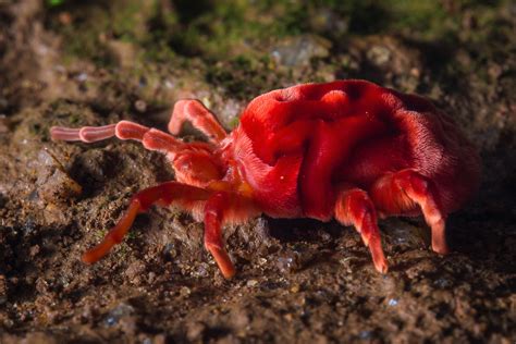 14 Species That Spell The Arrival Of Monsoon | Nature inFocus