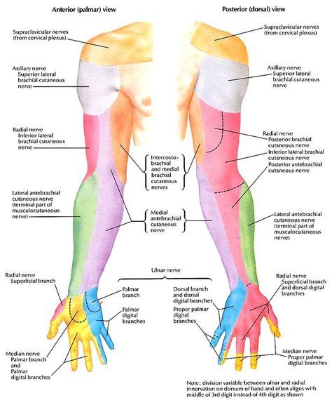 Image result for cervical spine | Brachial, Upper limb anatomy, Nerve