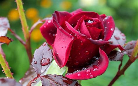 Flowers Rose Flower Dark Red Rose Green Leaves Rain Drops Water Flowers ...