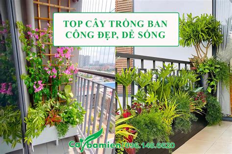 Các Loại Cây Trồng Ban Công, Lô Gia đẹp, Dễ Trồng