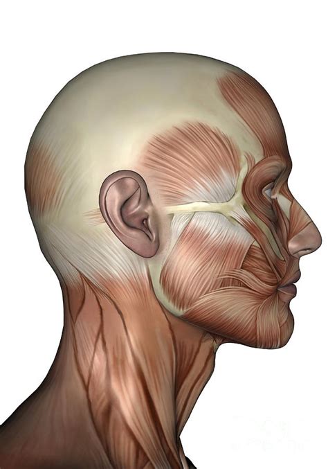 Human Anatomy Of Male Facial Muscles Digital Art by Elena Duvernay - Fine Art America