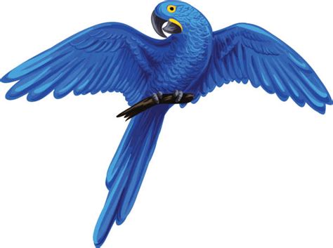 Blue Macaw Illustrations, Royalty-Free Vector Graphics & Clip Art - iStock