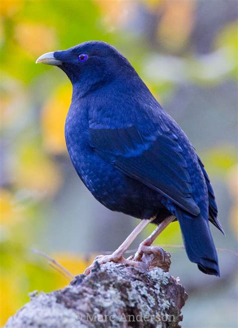 Satin Bowerbird Sounds & Calls | Wild Ambience Nature Sounds