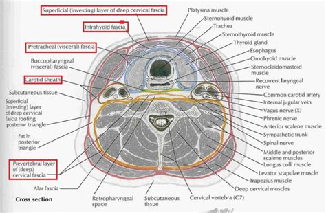 Carotid Sheath Diagram