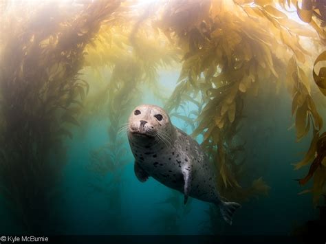 Underwater Photography in Kelp Forests