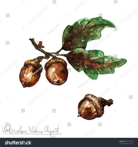 Watercolor Nature Clipart Acorn Stock Illustration 474139702 | Shutterstock