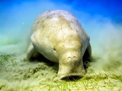 Fighting to Protect the Dugongs of Japan’s Henoko Bay | Earthjustice