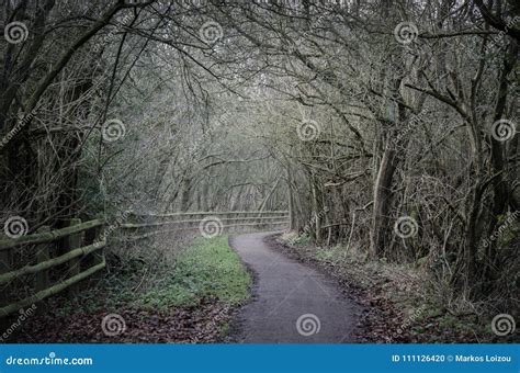 Scary Path through a Wicked Forest Stock Photo - Image of leaf, cambridge: 111126420